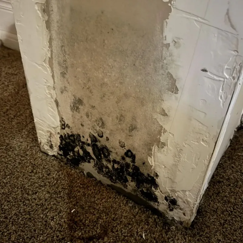 Professional Mold Removal in Williston, VT